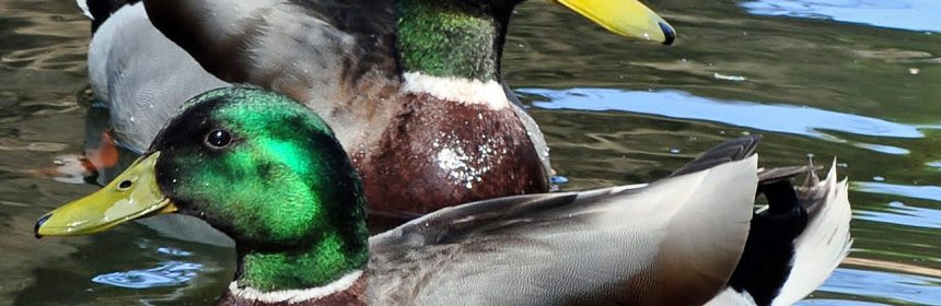 Mallard Ducks