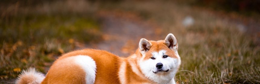 Akita Image by maxxxiss from Pixabay