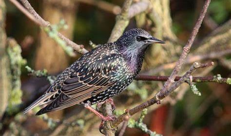 starling