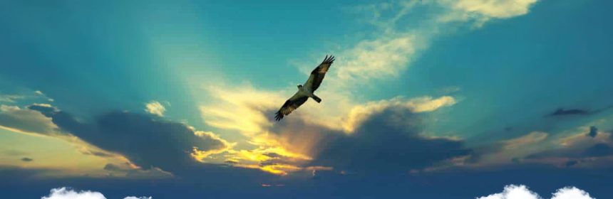 Bird Flying in Sunset Sky